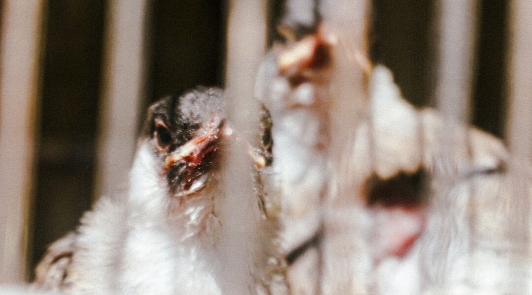 Scientific illustration of influenza virus representing H5N1 bird flu pandemic risk monitoring in 2026