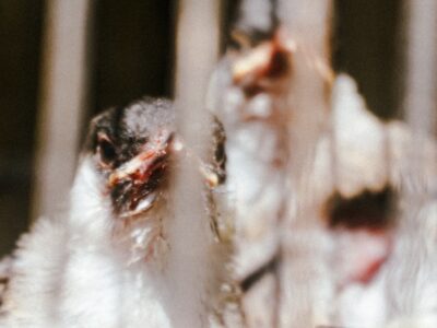 Scientific illustration of influenza virus representing H5N1 bird flu pandemic risk monitoring in 2026