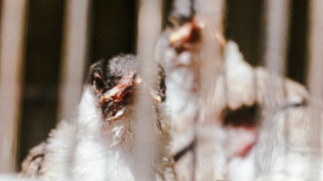 Scientific illustration of influenza virus representing H5N1 bird flu pandemic risk monitoring in 2026