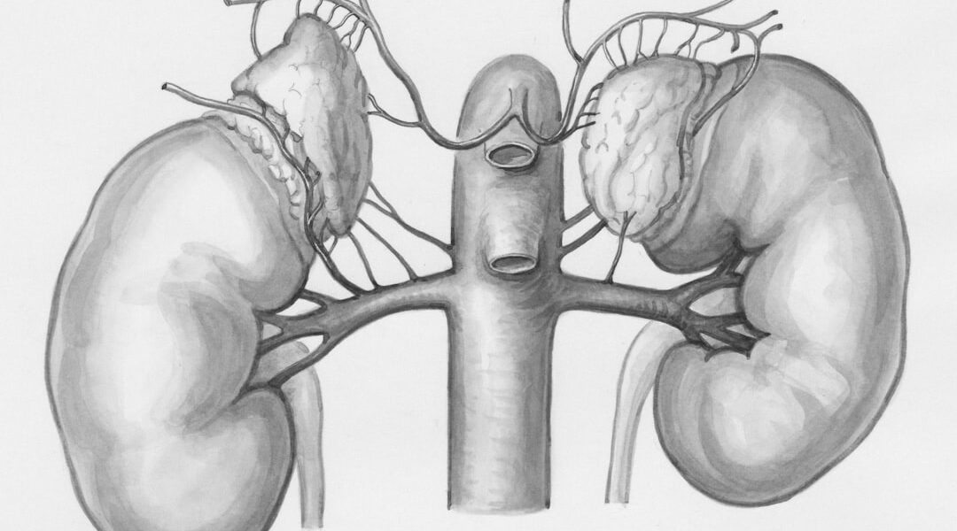 Medical illustration of kidneys representing the global chronic kidney disease crisis affecting 800 million people