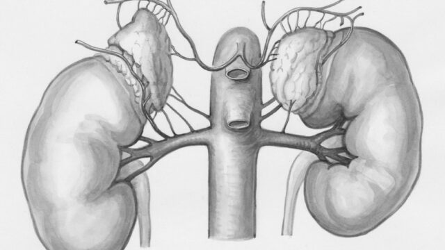 Medical illustration of kidneys representing the global chronic kidney disease crisis affecting 800 million people