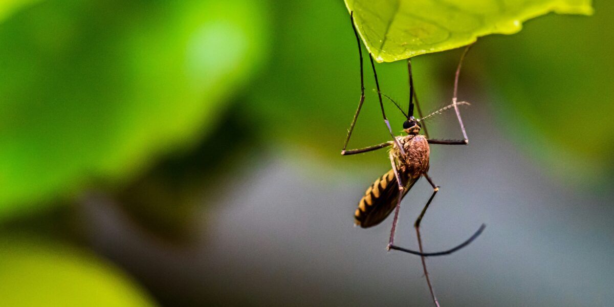 Close-up macro of a mosquito, the vector of dengue fever