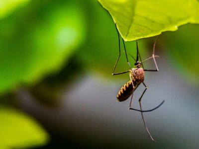 Close-up macro of a mosquito, the vector of dengue fever