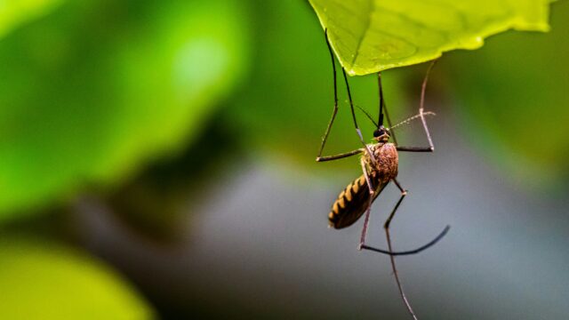 Close-up macro of a mosquito, the vector of dengue fever
