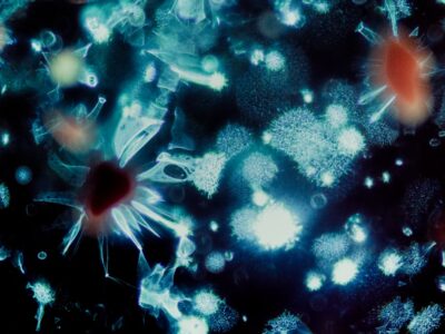 95% of humans carry this virus, and scientists just found how to stop it