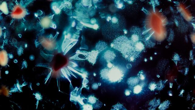 95% of humans carry this virus, and scientists just found how to stop it